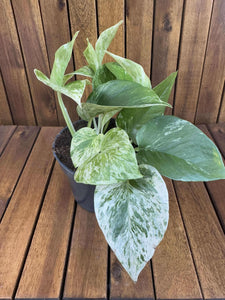 Epipremnum Marble Queen