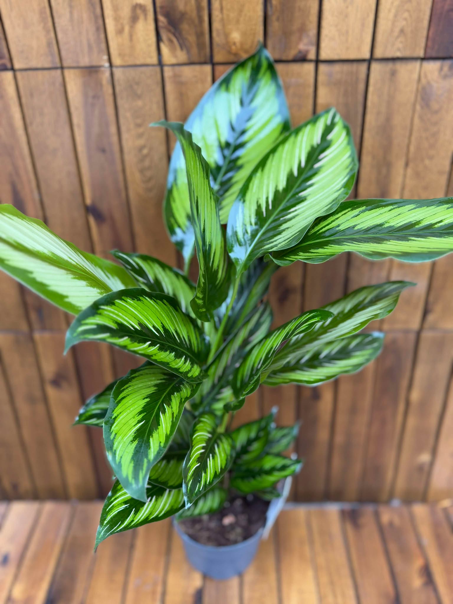 Calathea Majestic