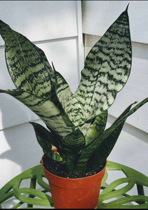 Sansevieria Robusta