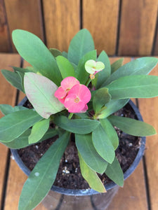 Euphorbia Milli Red