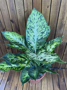 Dieffenbachia Sublime