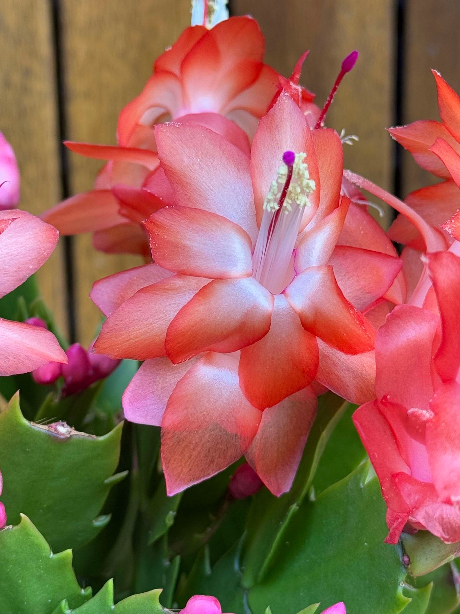 Schlumbergera/Cactusul Craciunului partocaliu