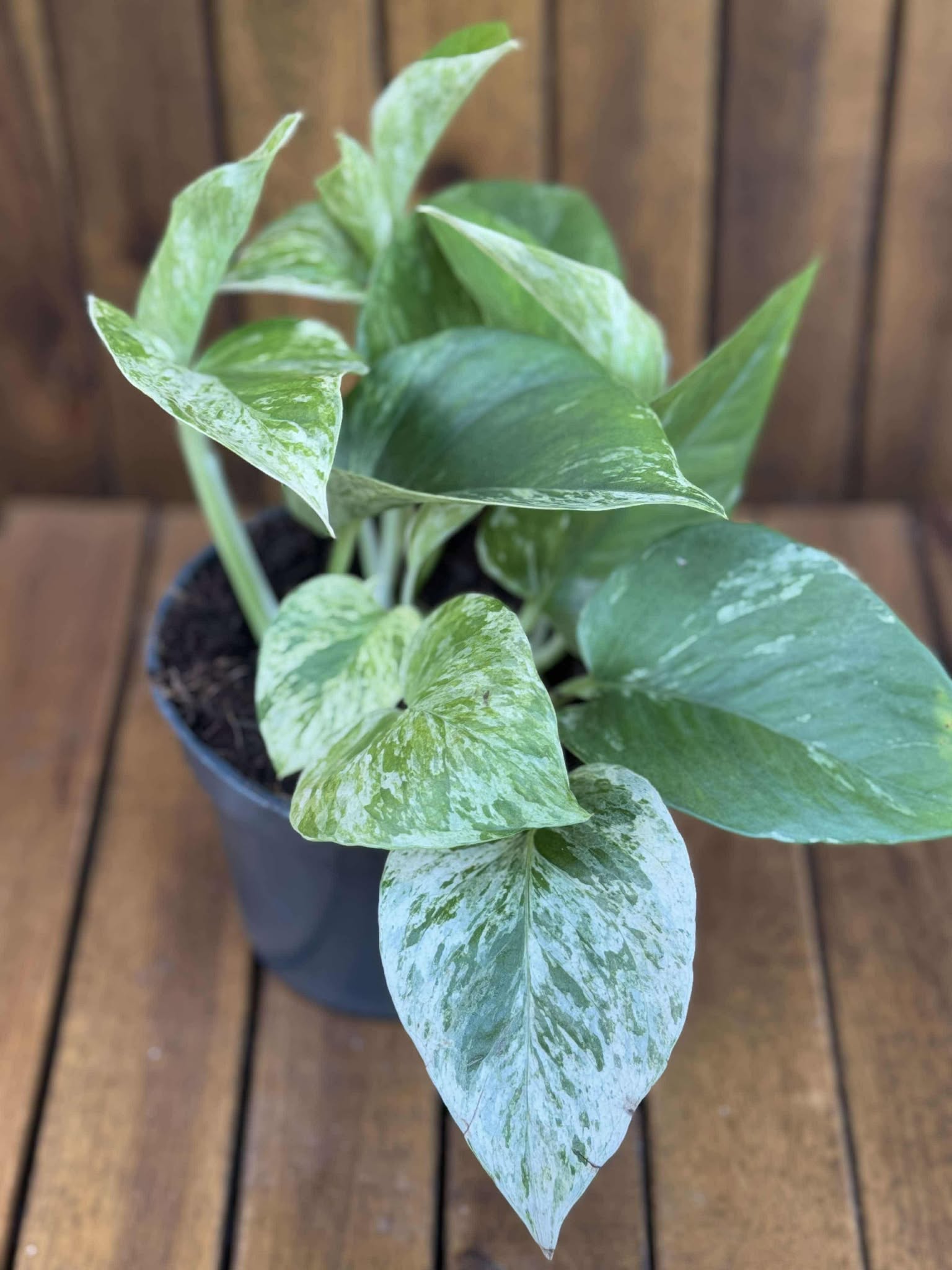 Epipremnum Marble Queen