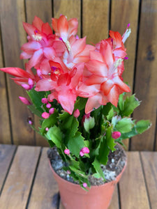 Schlumbergera/Cactusul Craciunului partocaliu