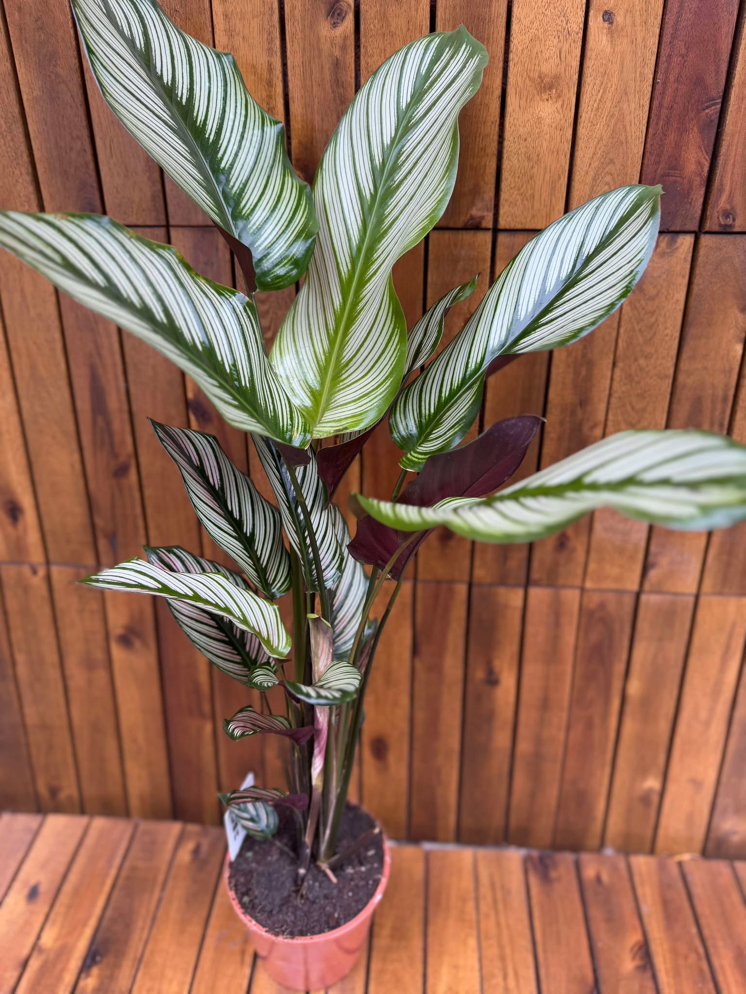 Calathea Whitestar