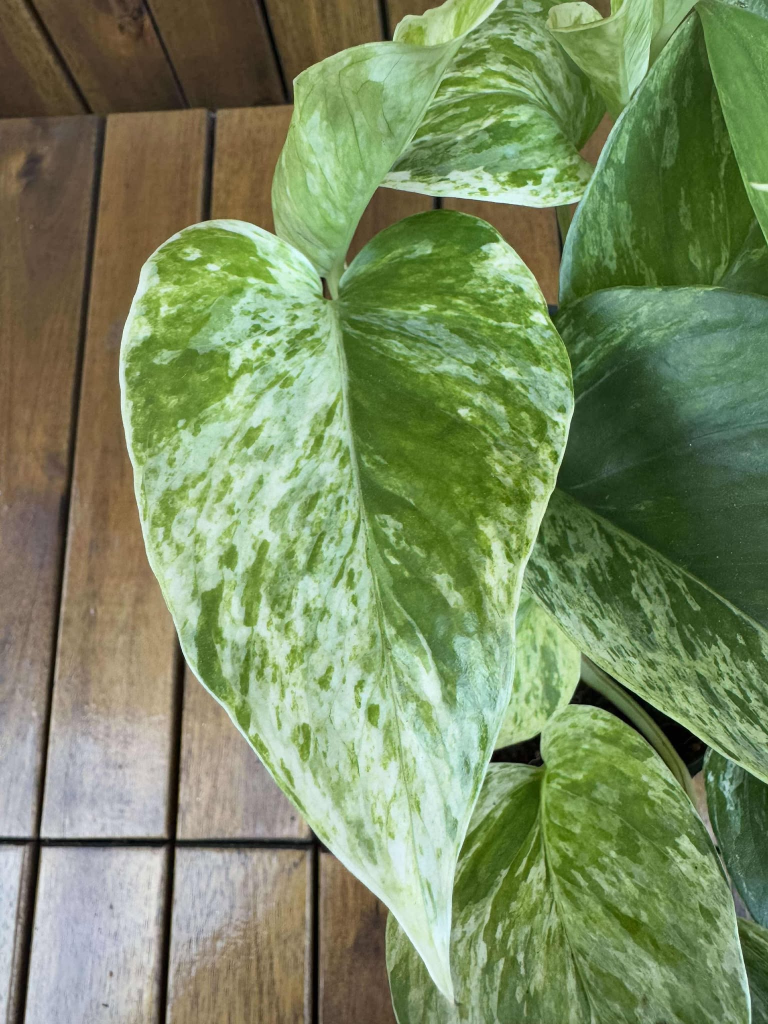 Epipremnum Marble Queen