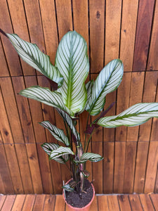 Calathea Whitestar