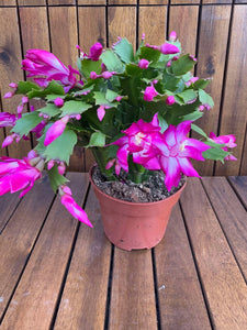 Schlumbergera/Cactusul Craciunului siclam