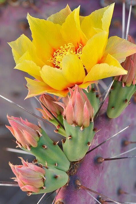 Opuntia Santa Rita