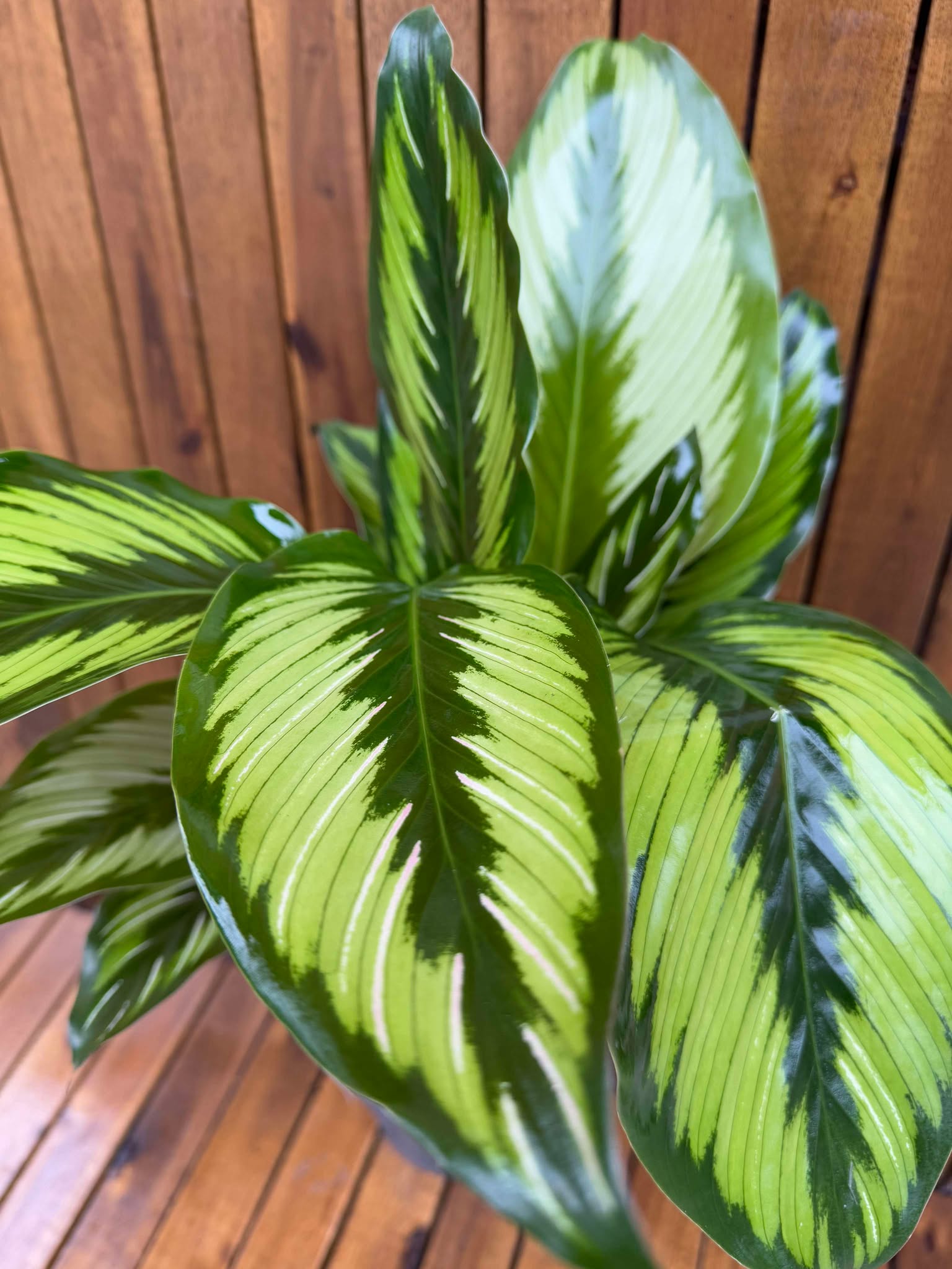 Calathea Majestic