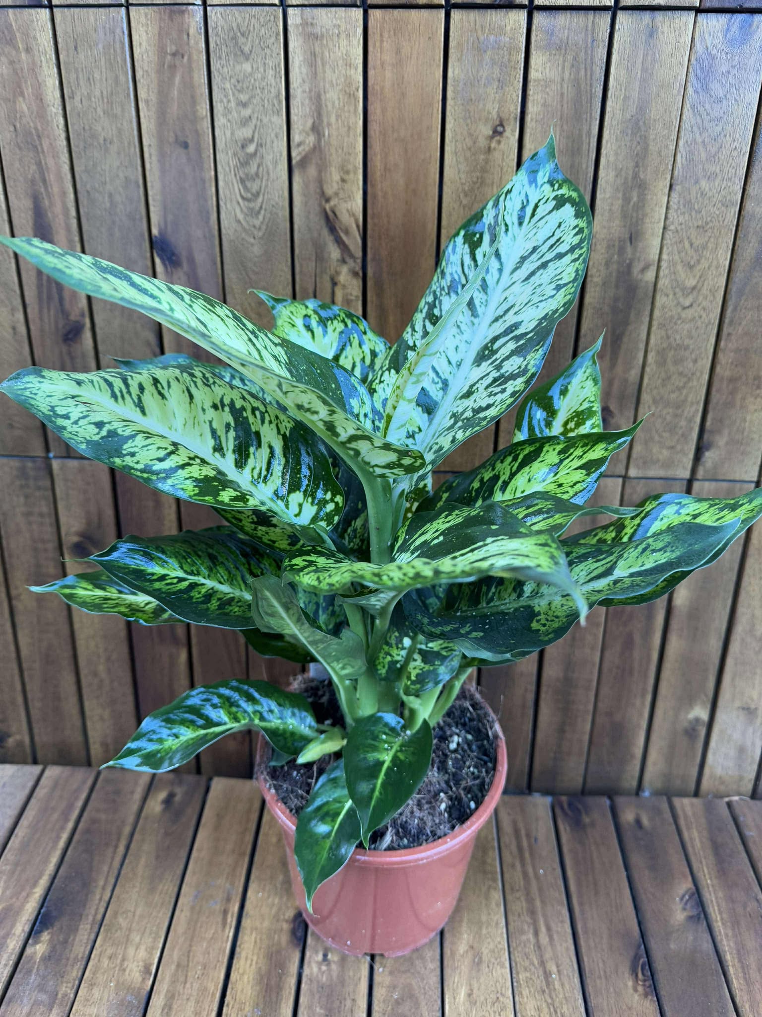 Dieffenbachia Sublime