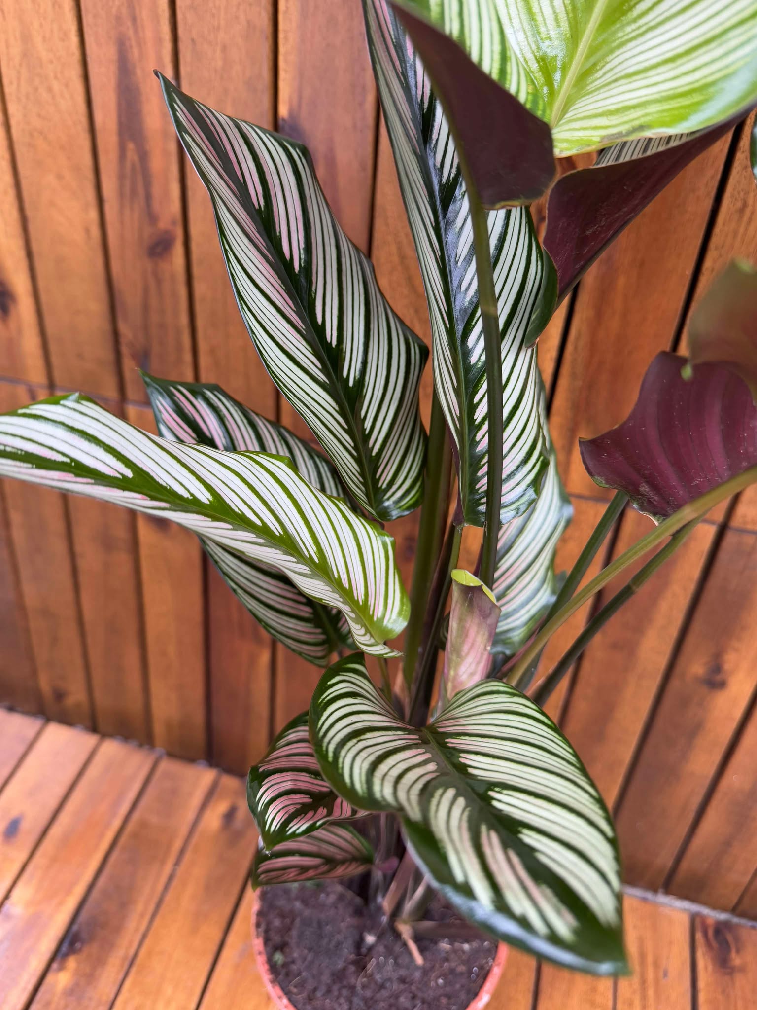 Calathea Whitestar