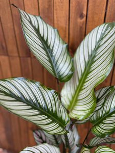 Calathea Whitestar