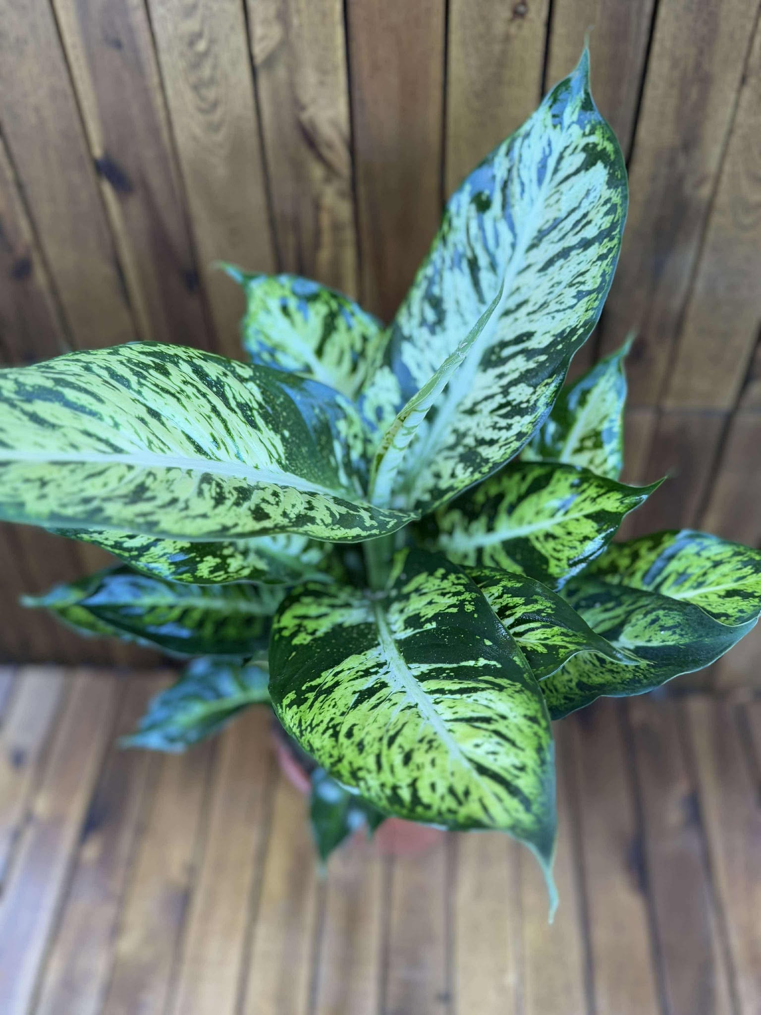 Dieffenbachia Sublime