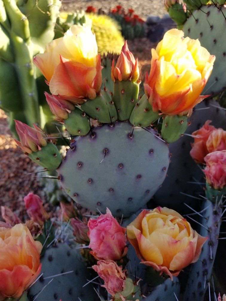 Opuntia Santa Rita