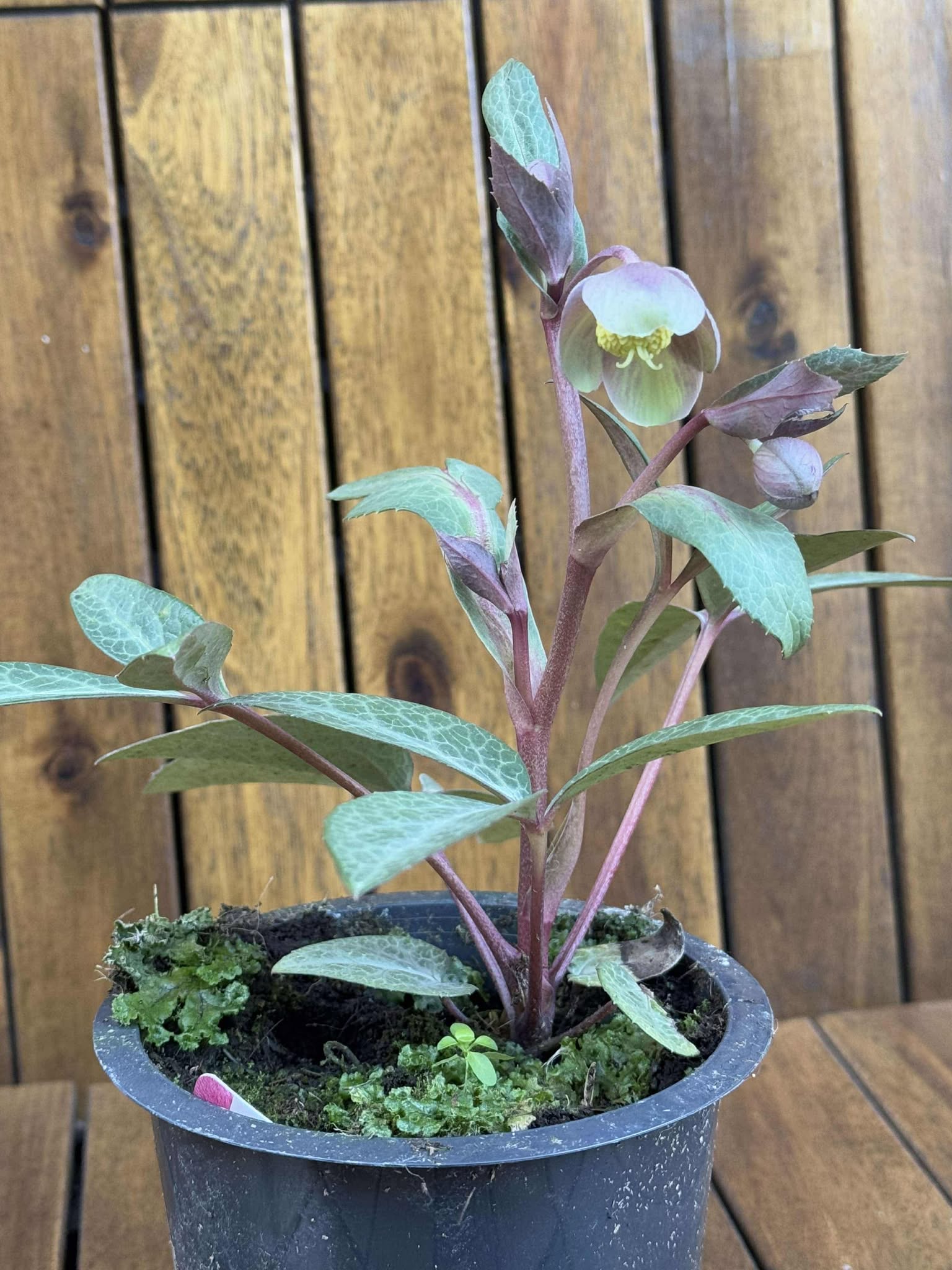 Helleborus Lividus