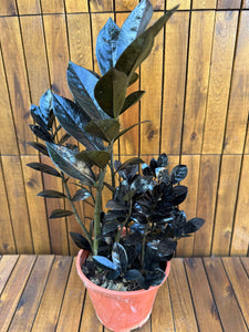 Zamioculcas Raven