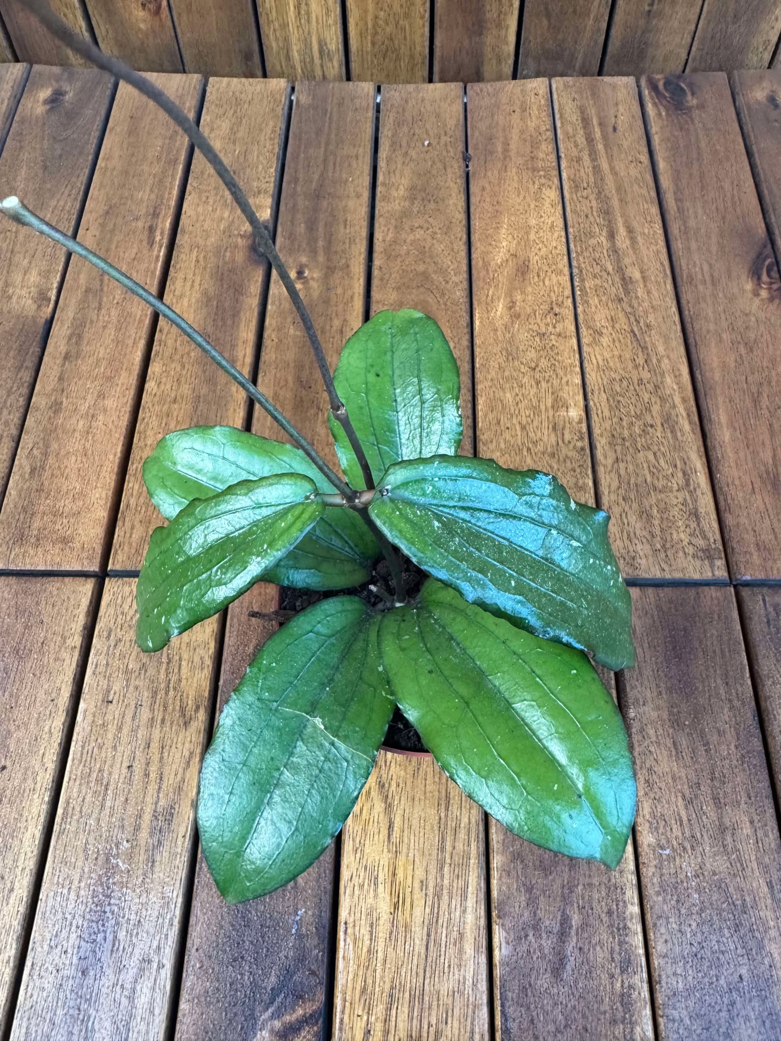 Hoya Erythrina