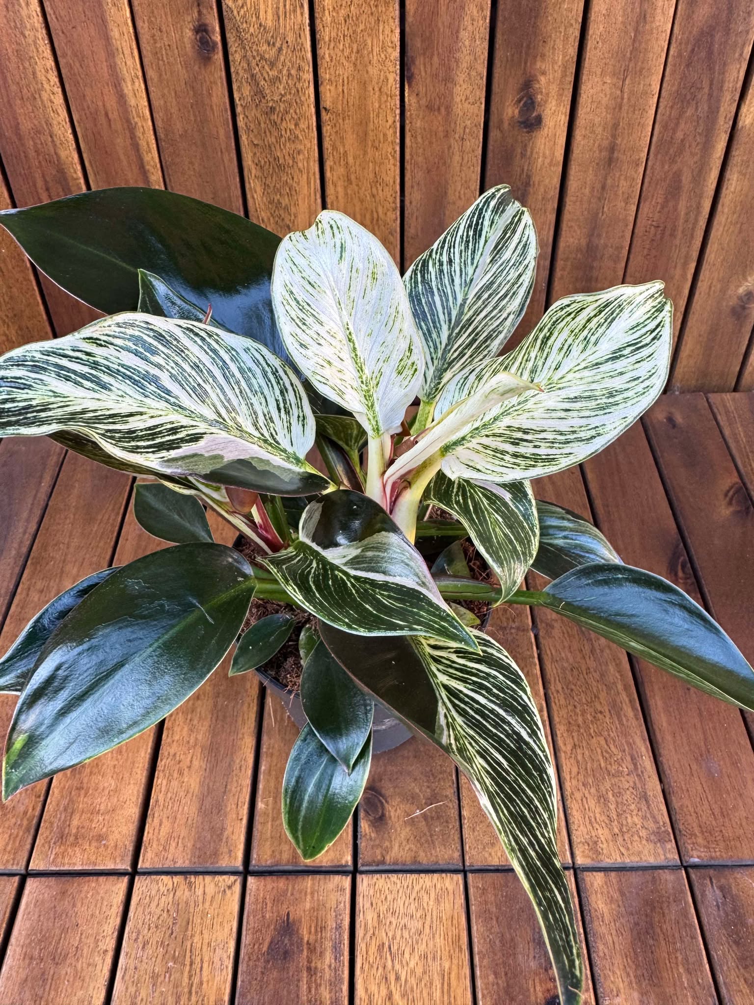 Philodendron Birkin Rojo Congo