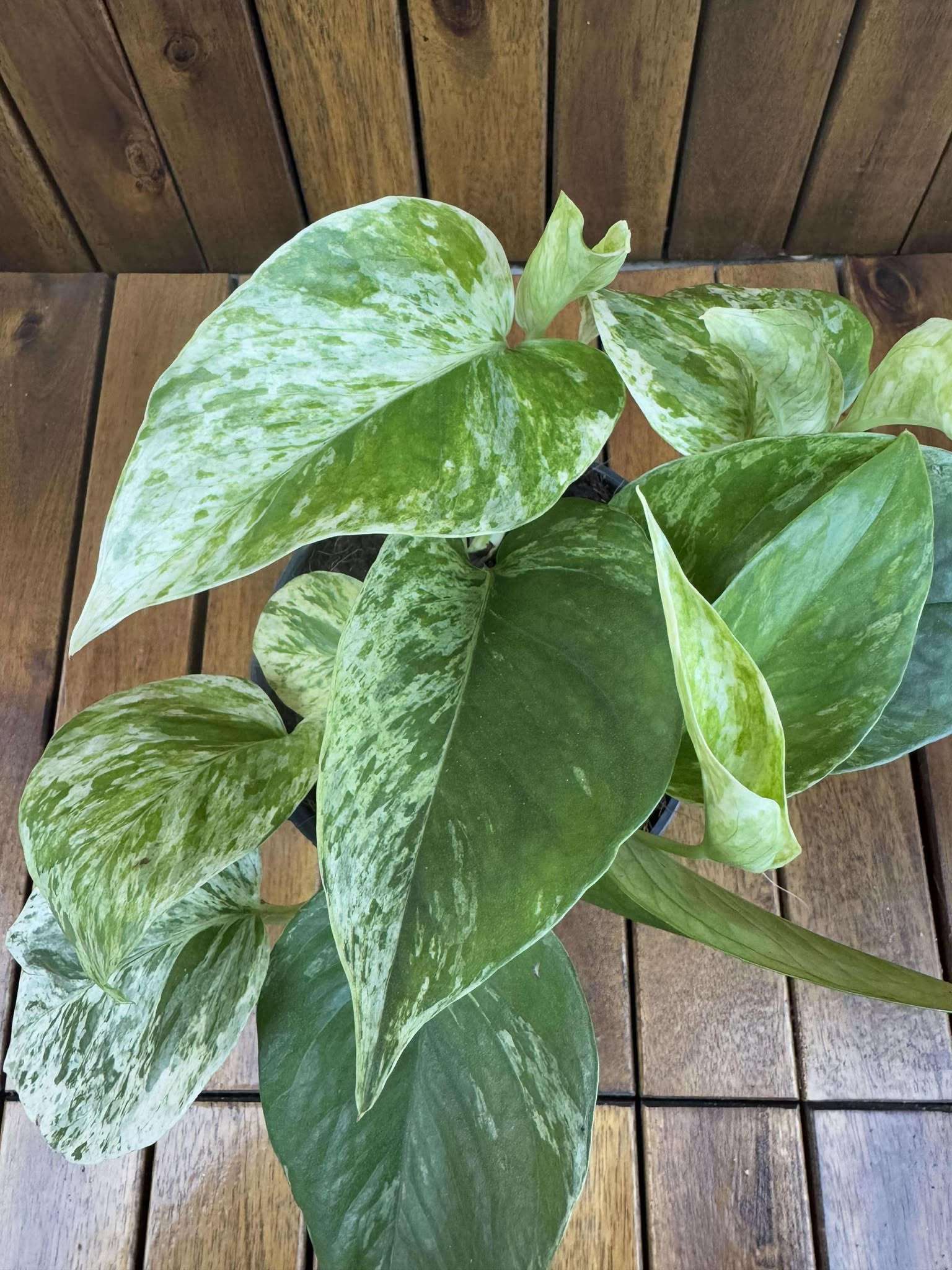 Epipremnum Marble Queen