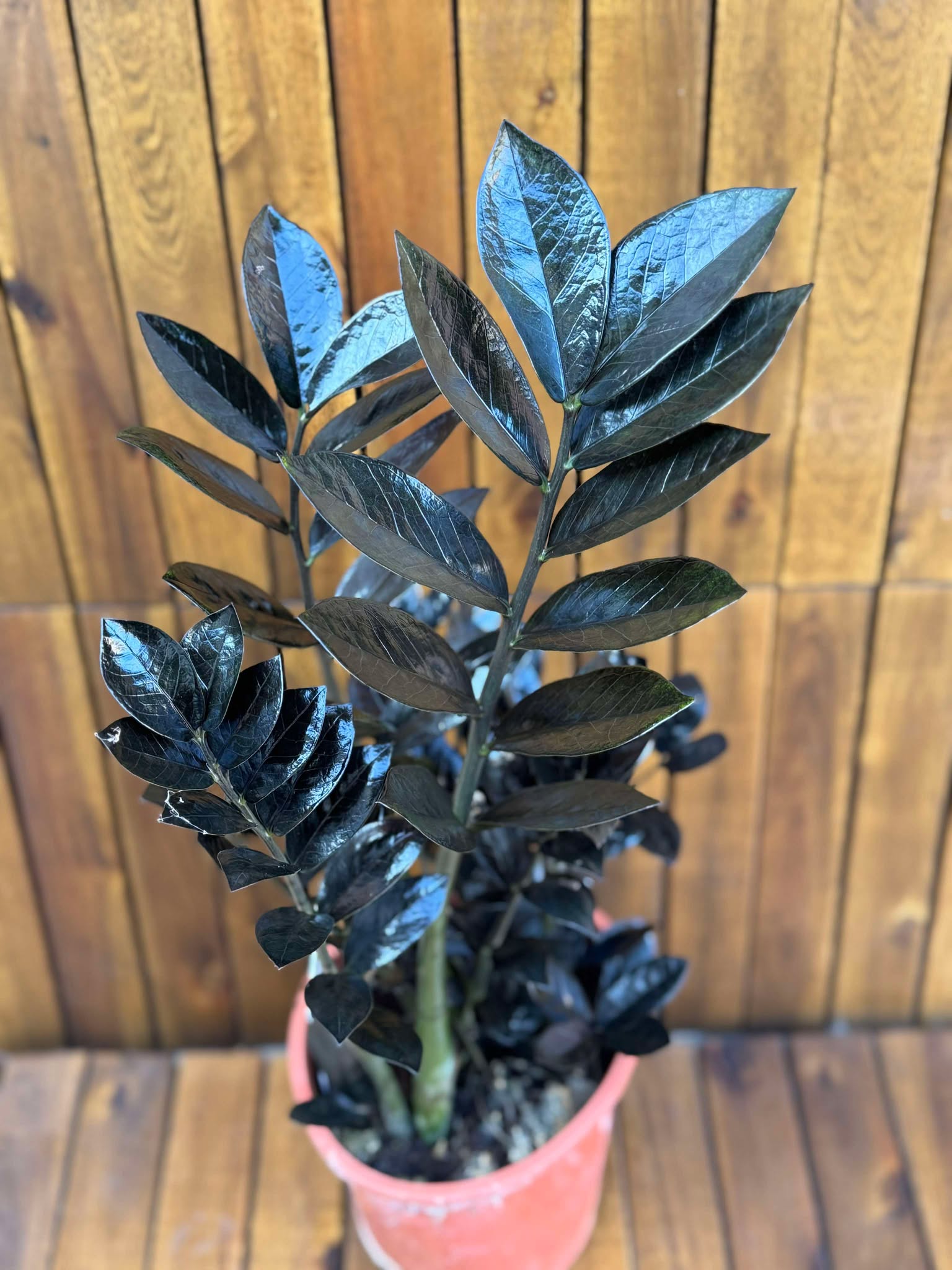 Zamioculcas Raven