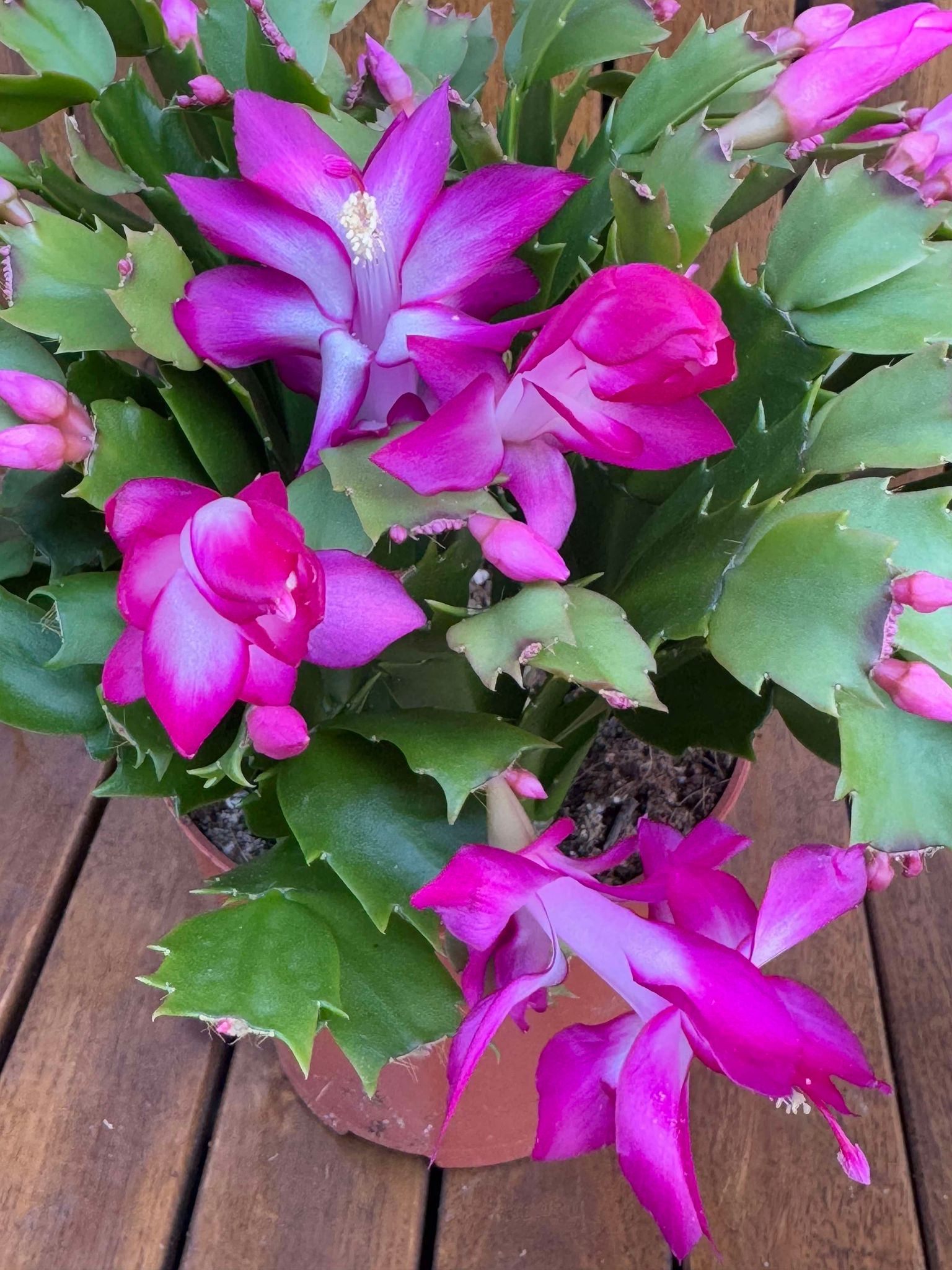 Schlumbergera/Cactusul Craciunului siclam