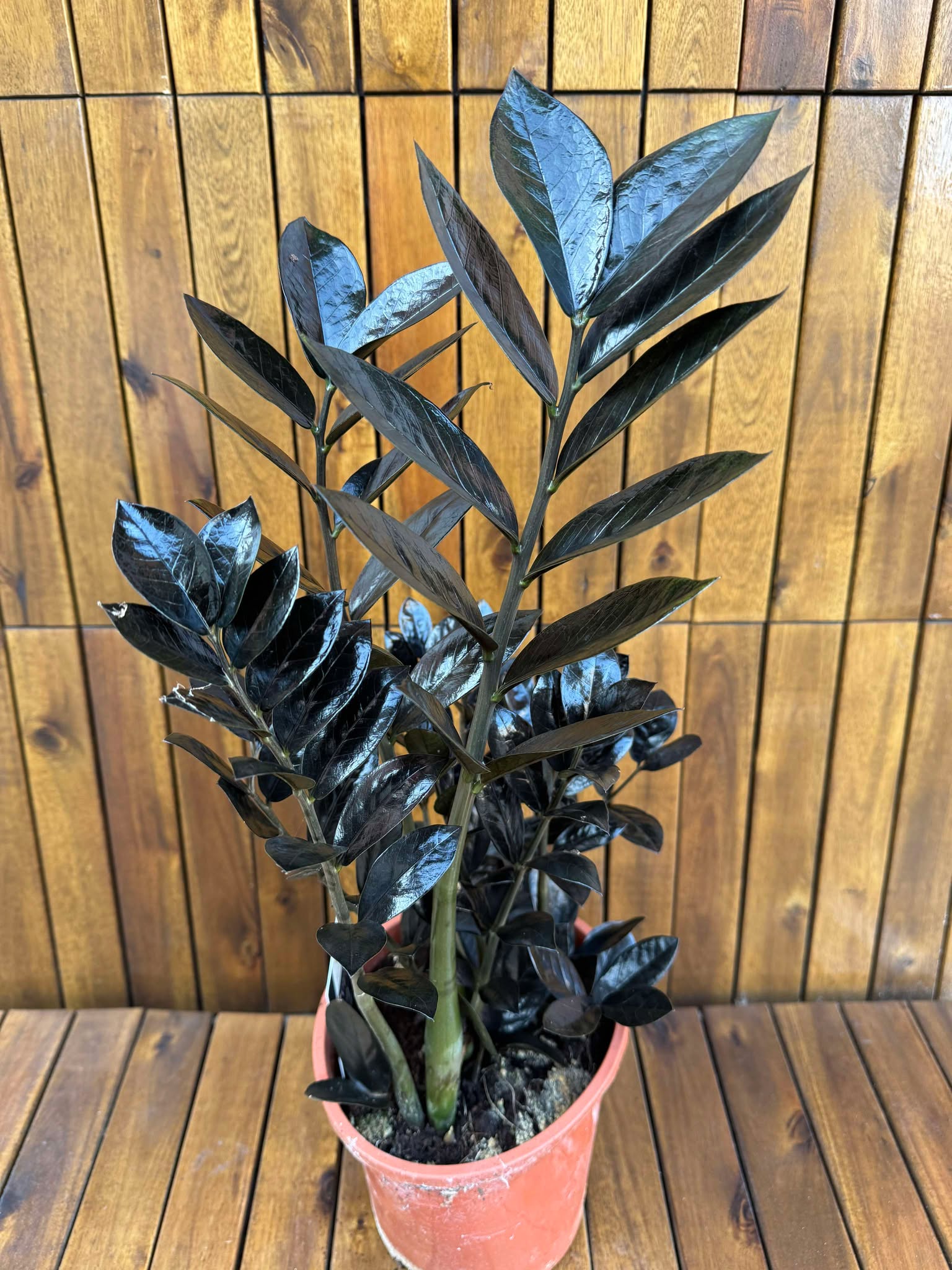 Zamioculcas Raven