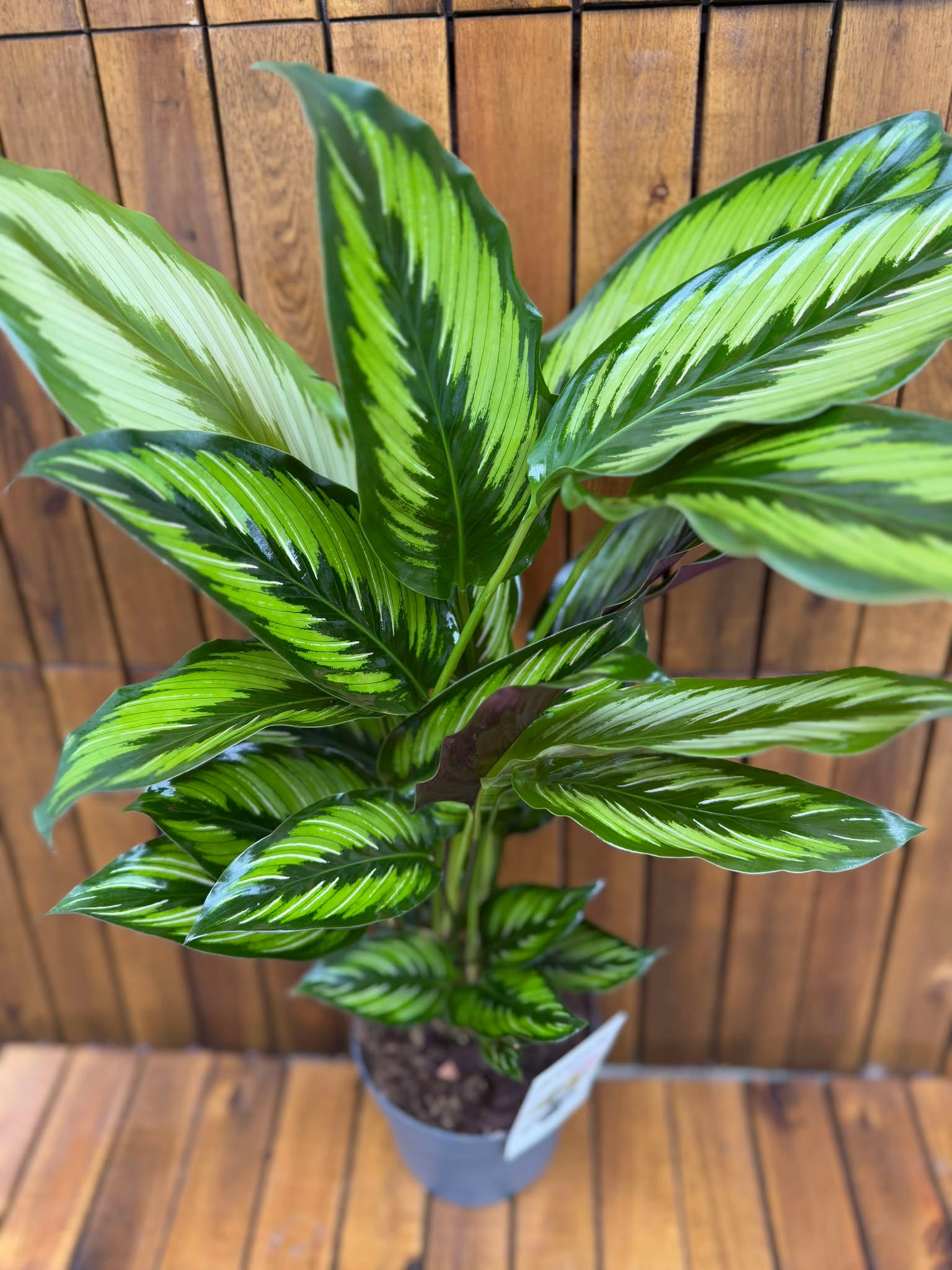 Calathea Majestic