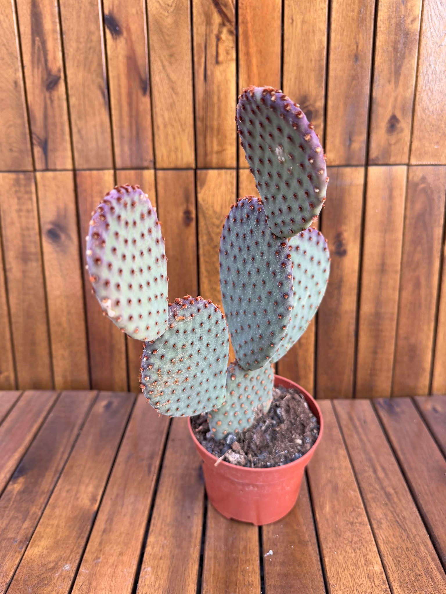 Opuntia Santa Rita