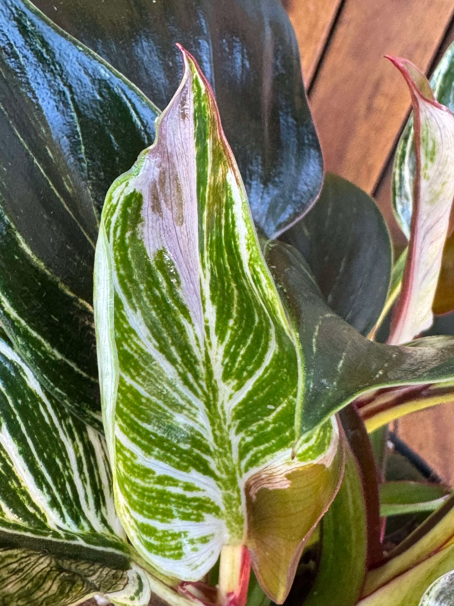 Philodendron Birkin Rojo Congo