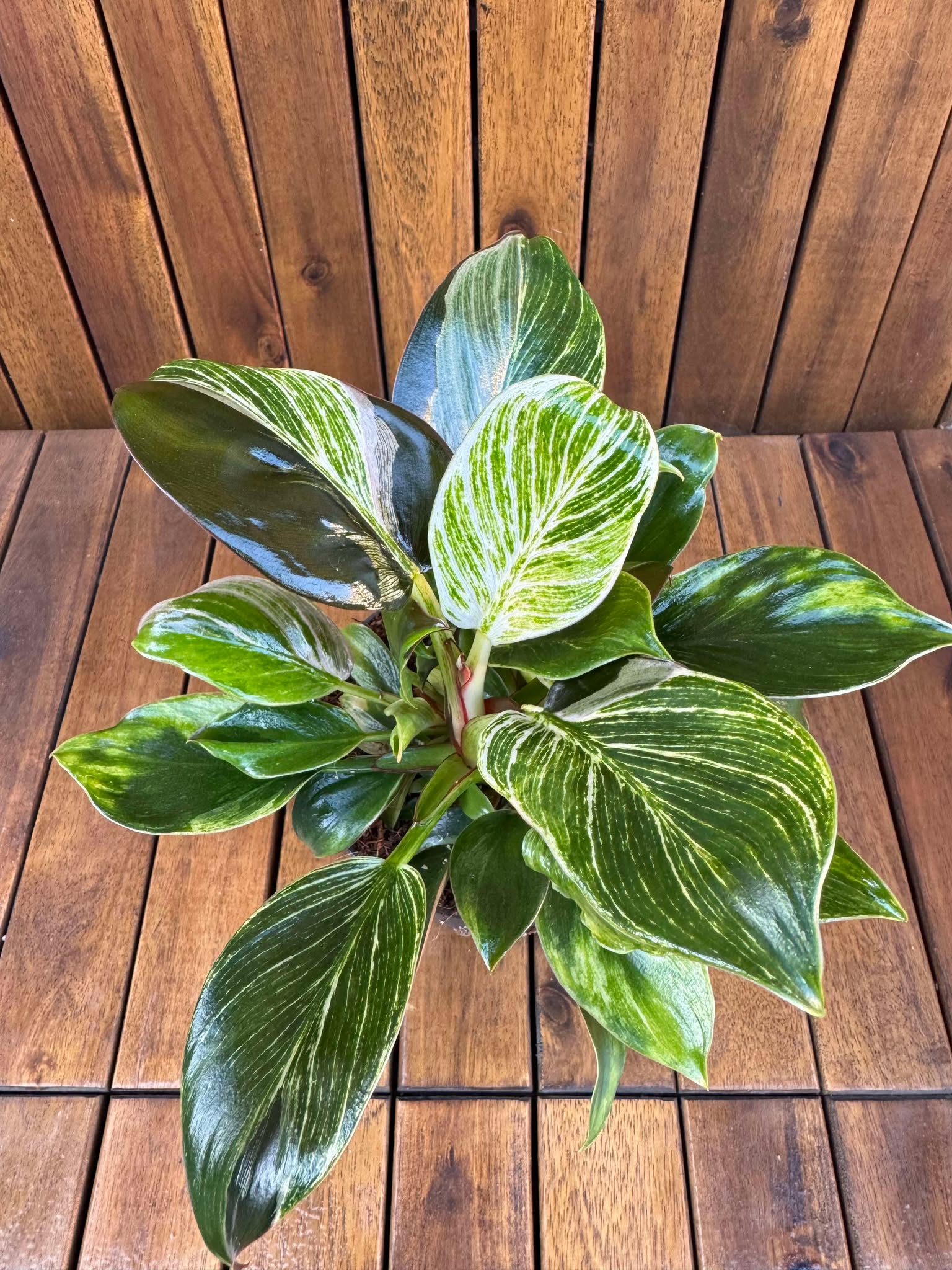 Philodendron Birkin Rojo Congo