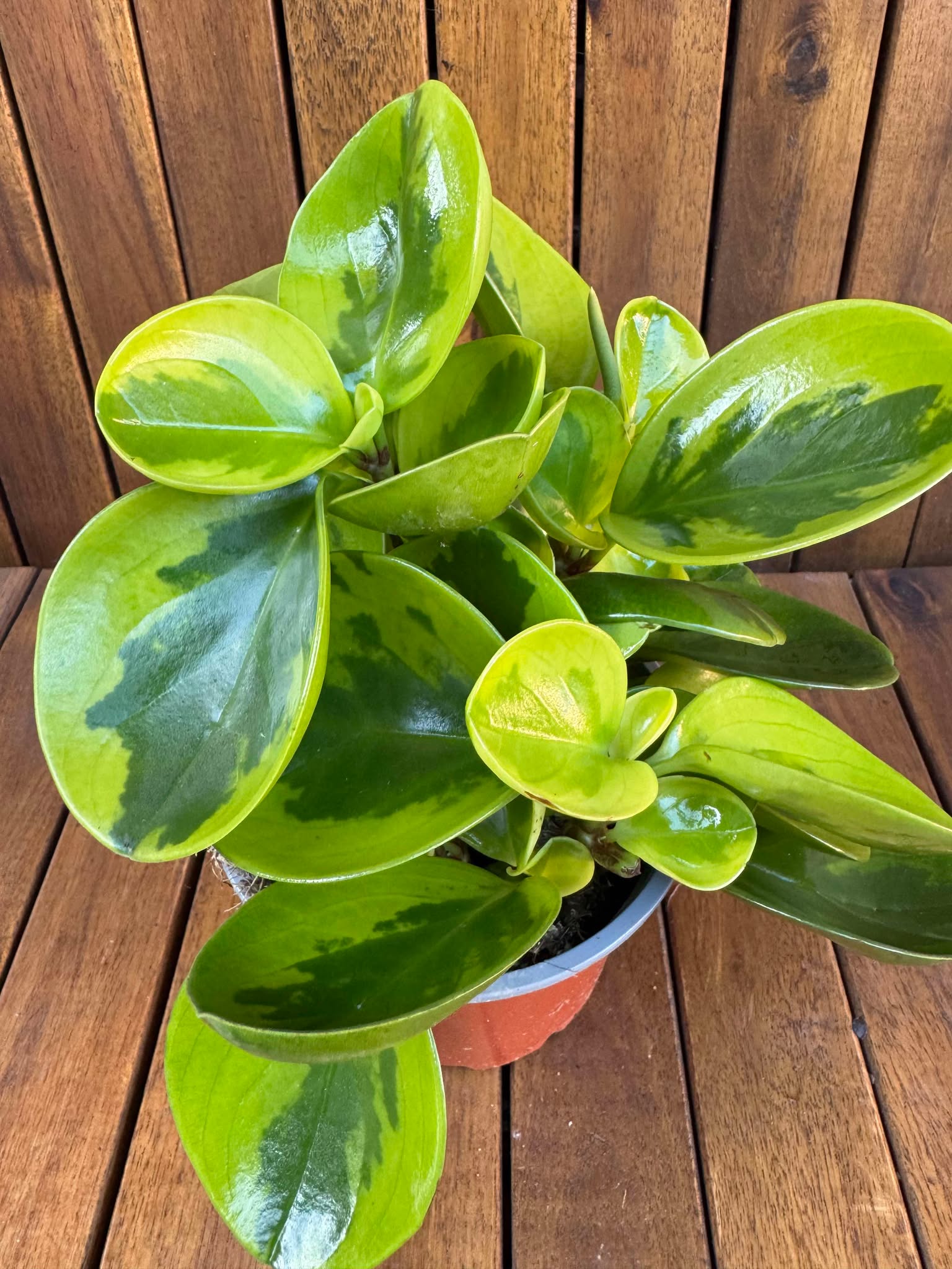 Peperomia Lemon LIme