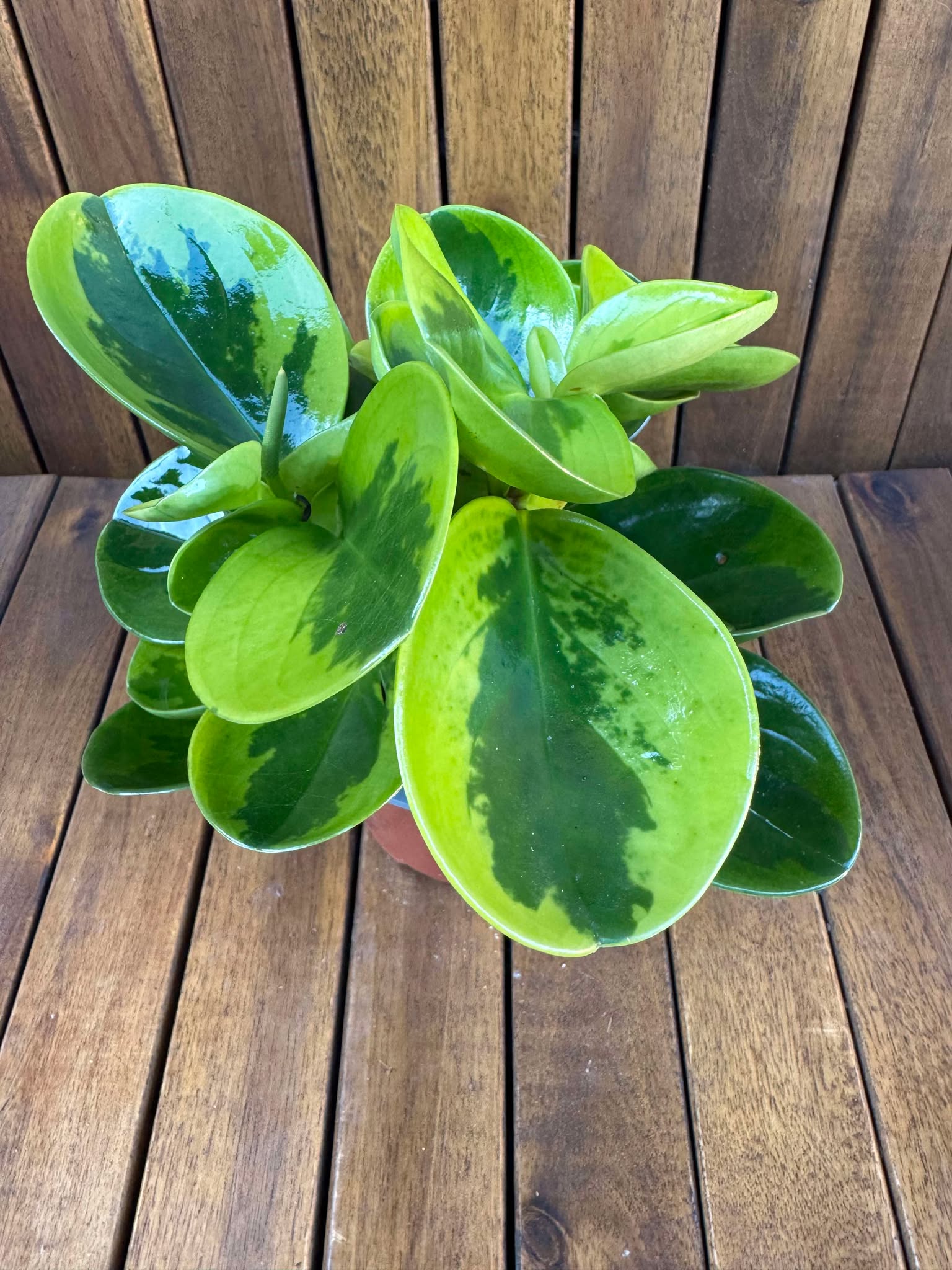 Peperomia Lemon LIme