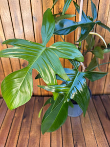 Philodendron Green Florida (exemplarul din foto)