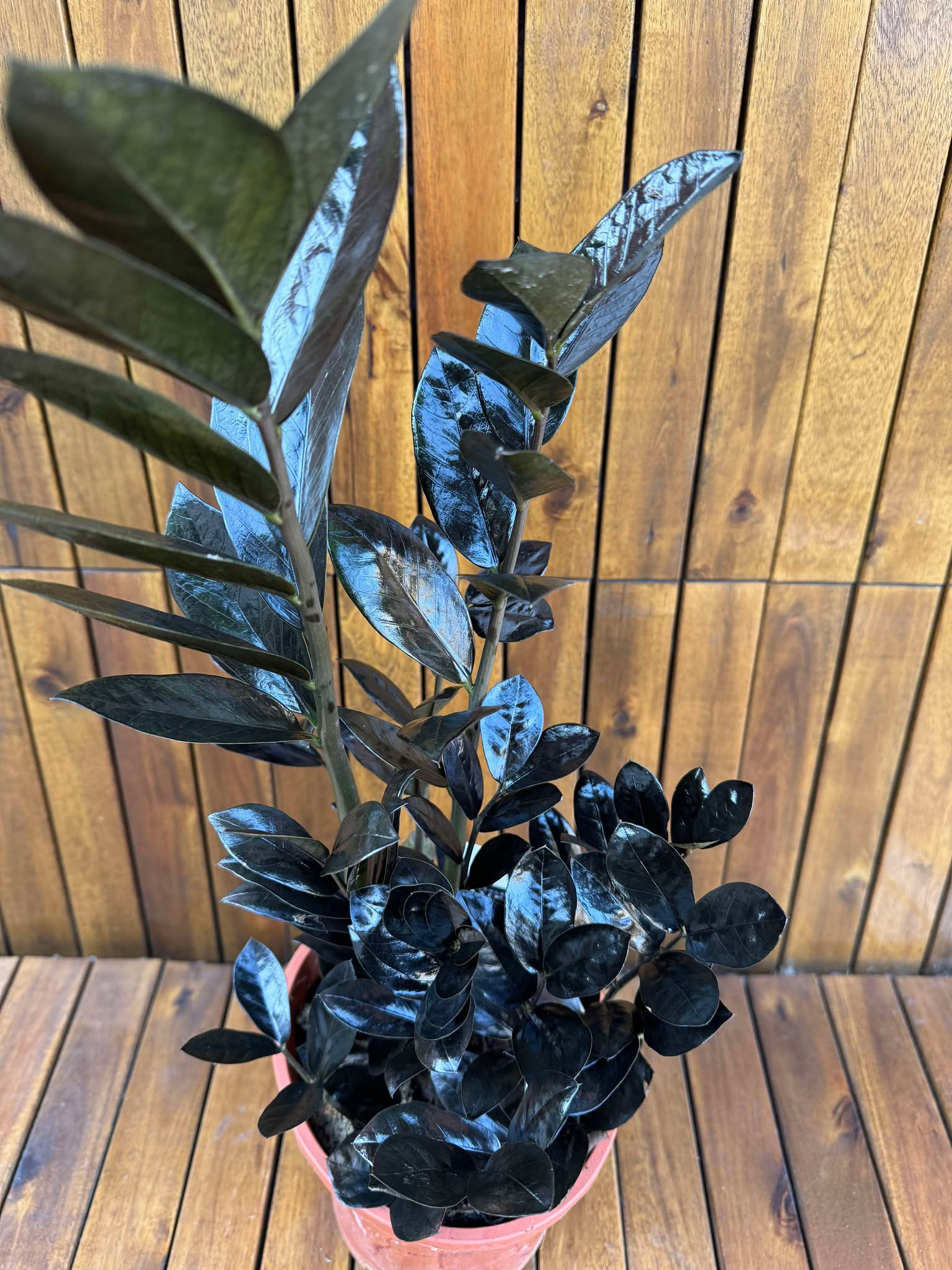 Zamioculcas Raven