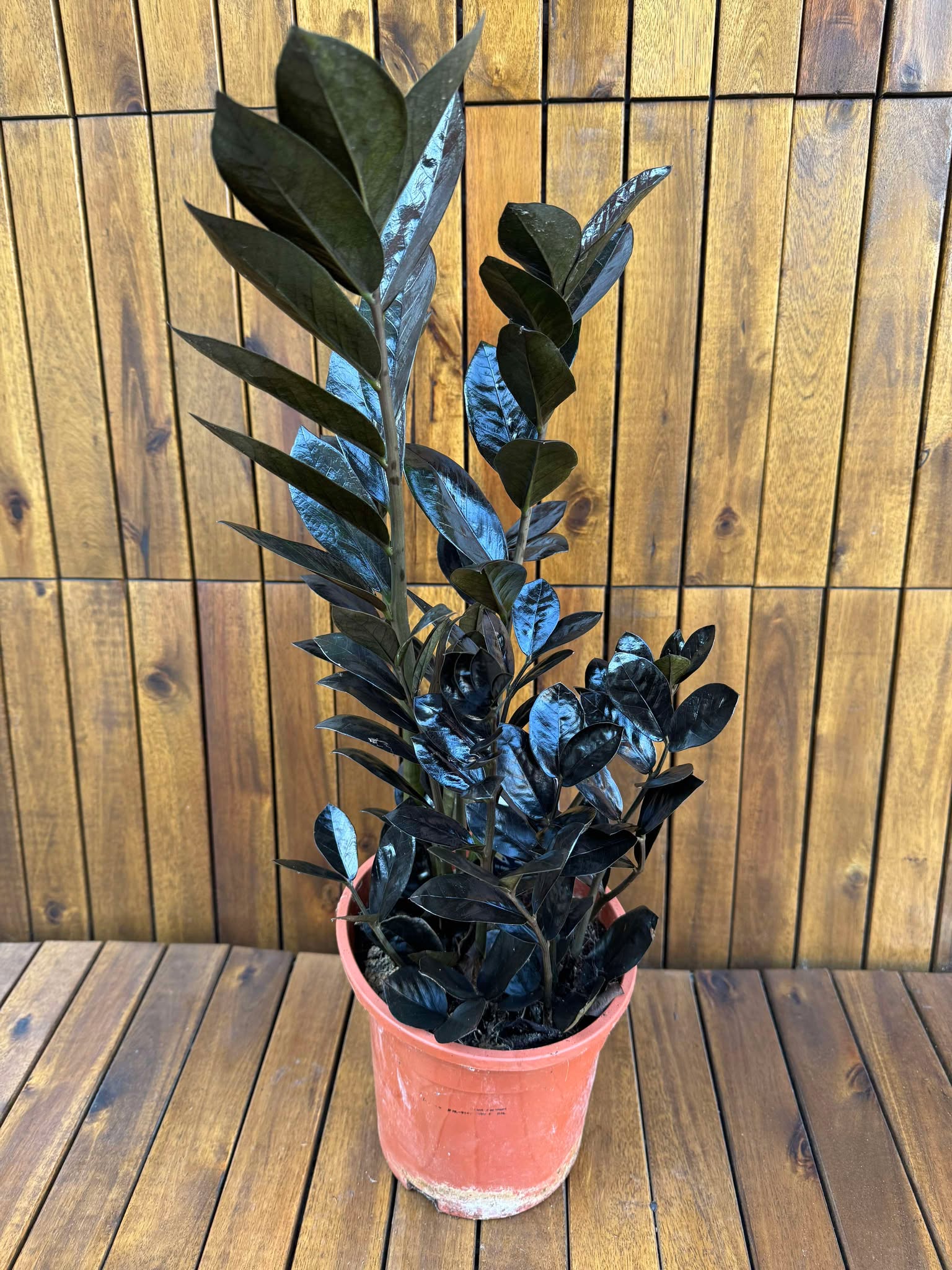 Zamioculcas Raven