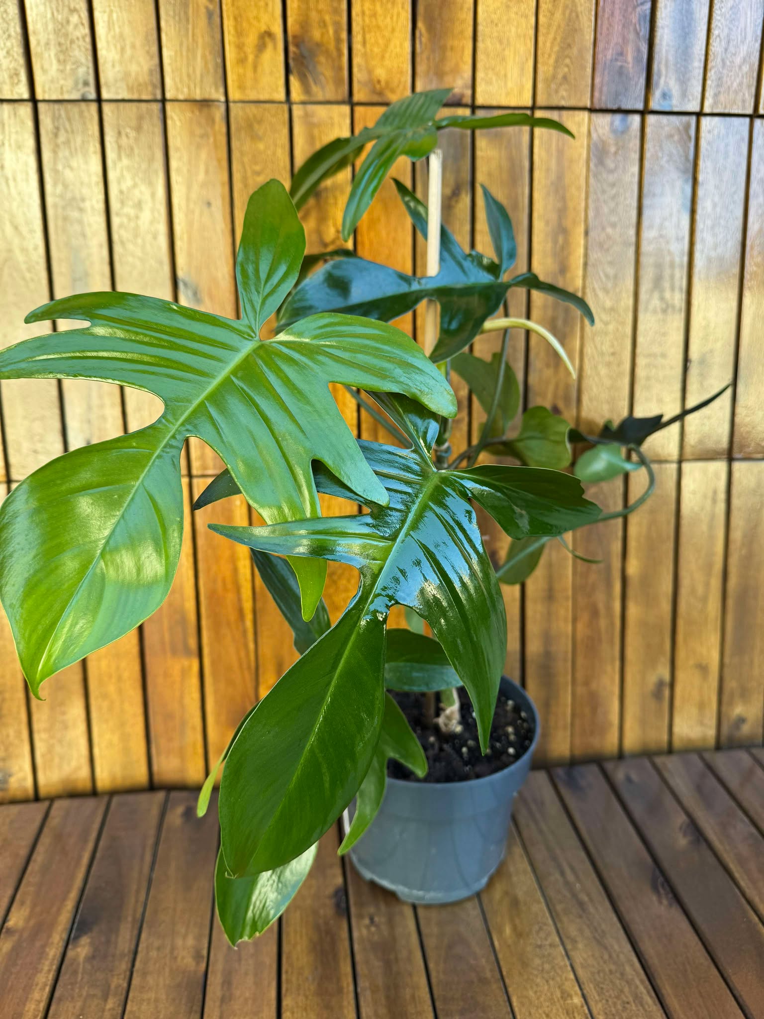 Philodendron Green Florida (exemplarul din foto)