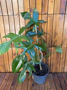 Philodendron Green Florida (exemplarul din foto)