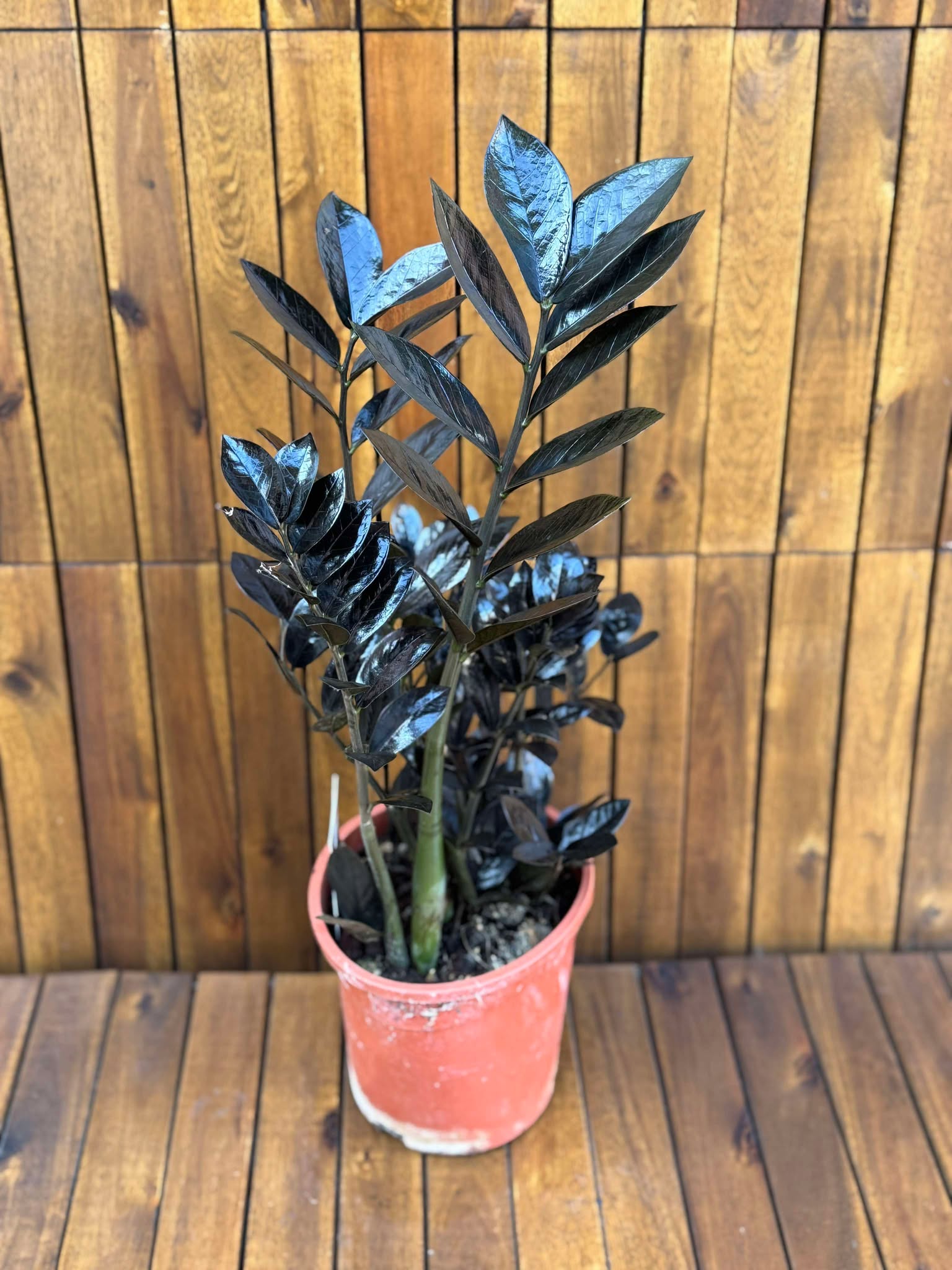 Zamioculcas Raven