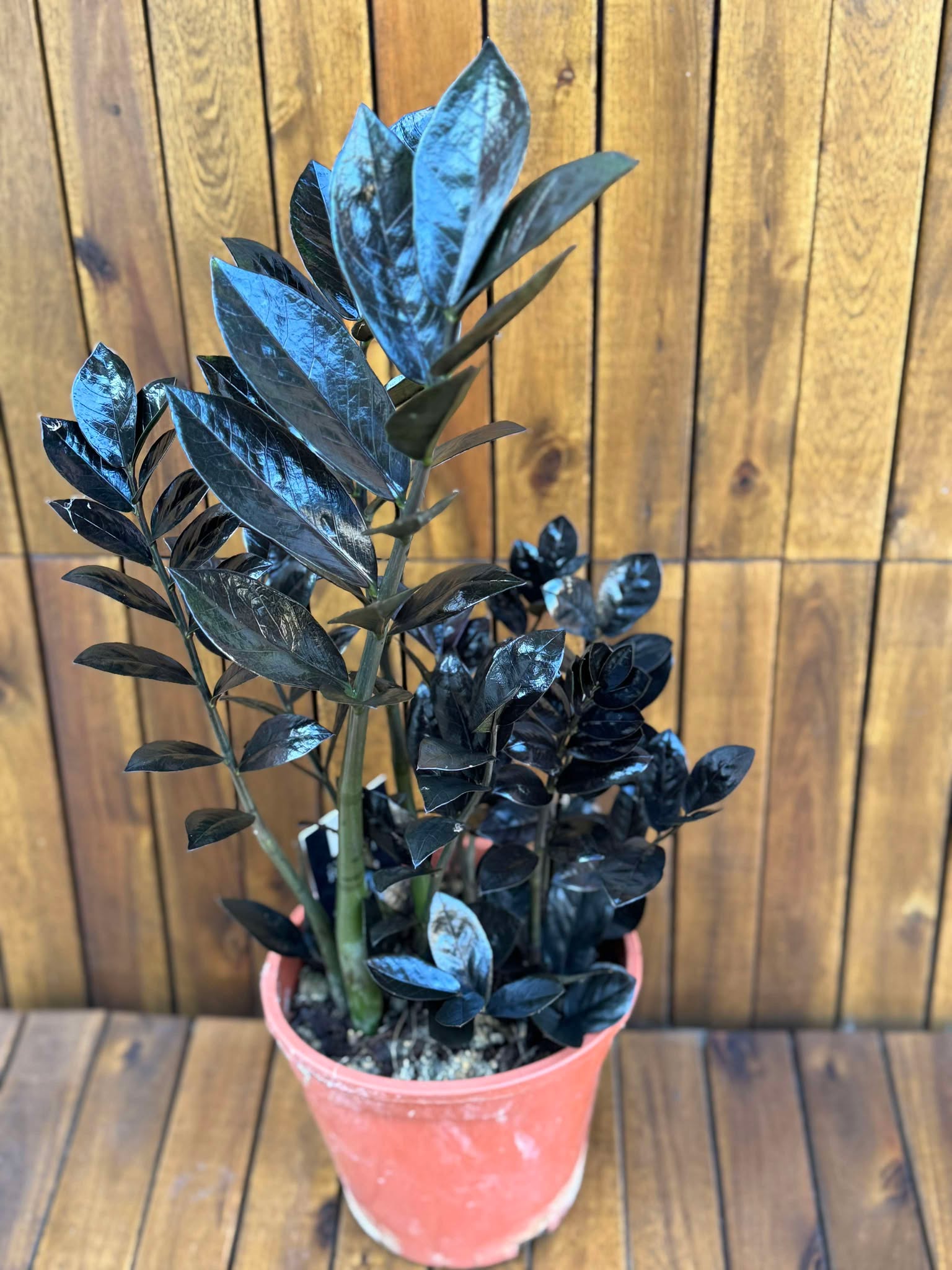 Zamioculcas Raven