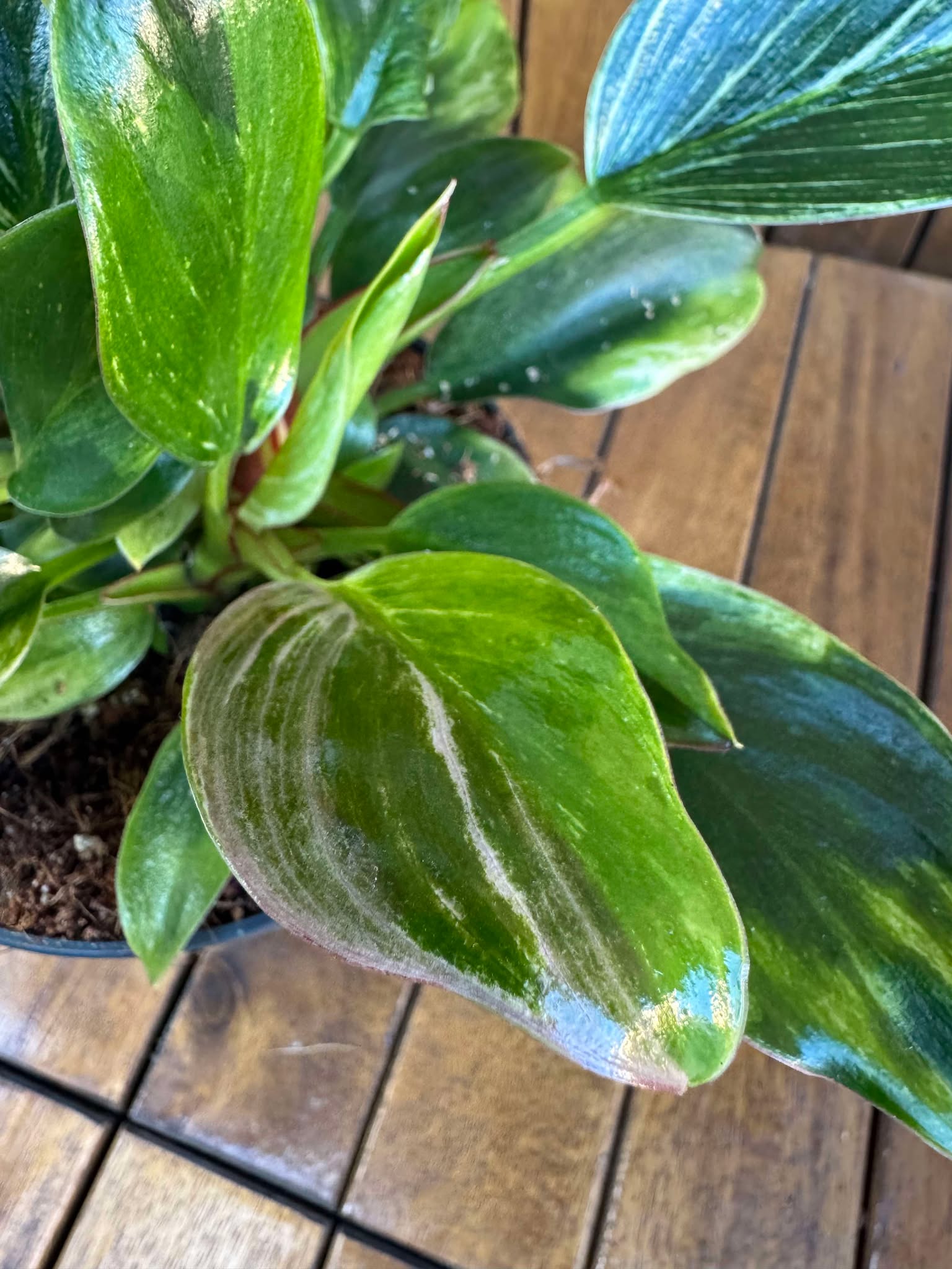 Philodendron Birkin Rojo Congo