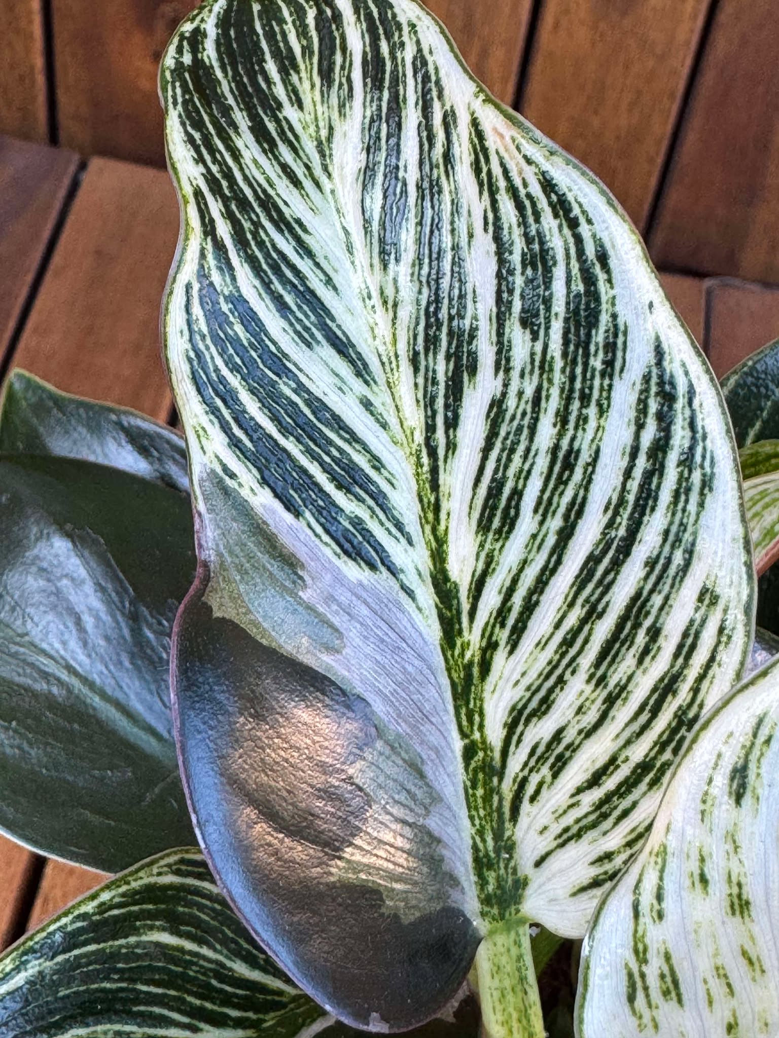 Philodendron Birkin Rojo Congo