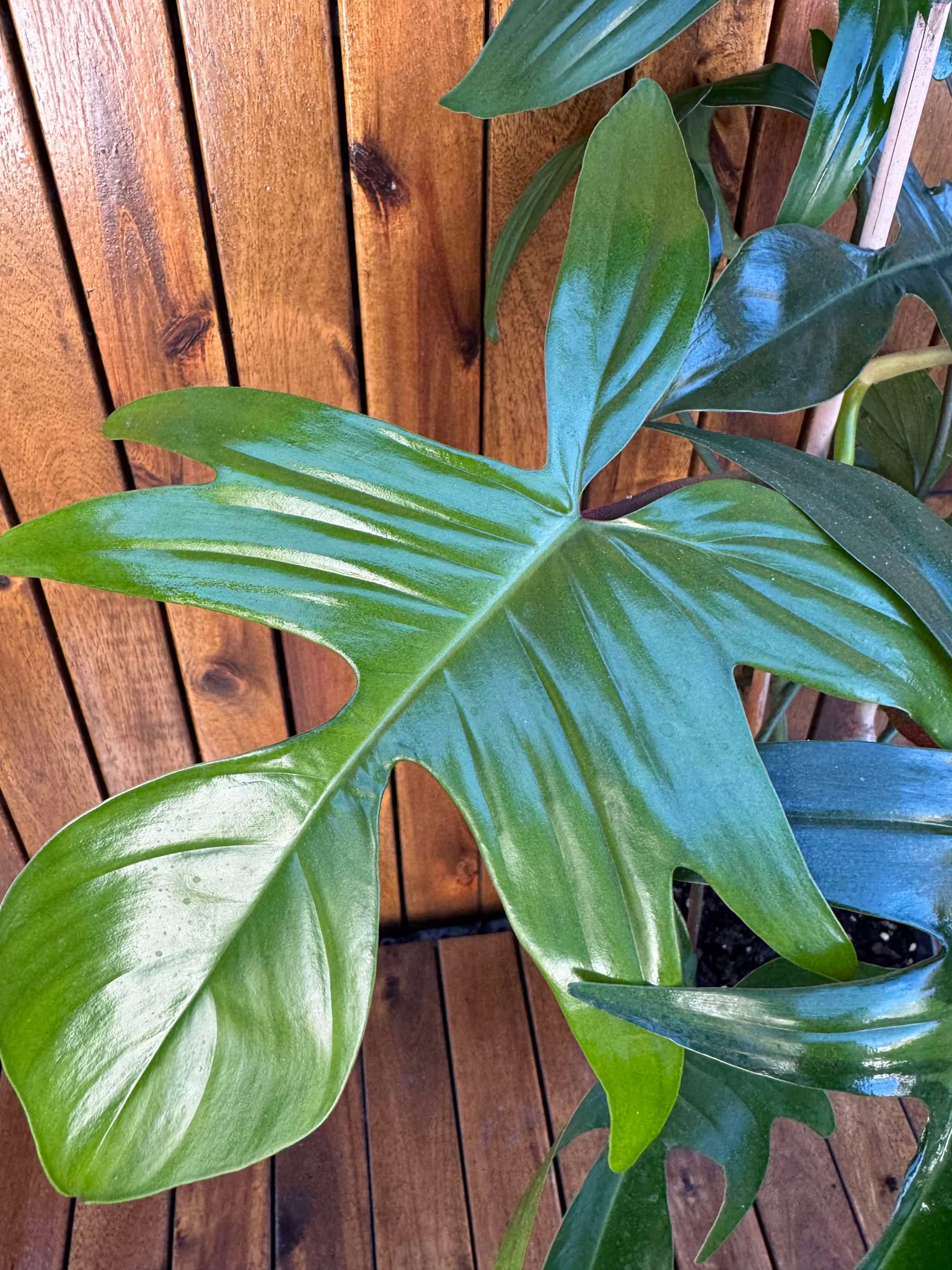 Philodendron Green Florida (exemplarul din foto)