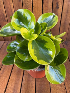 Peperomia Lemon LIme