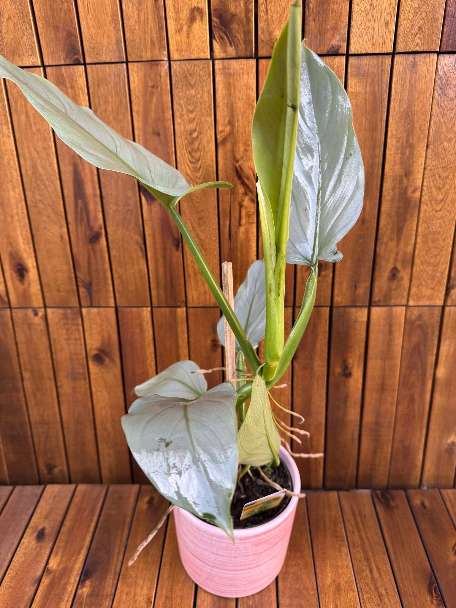 Philodendron Silver Queen