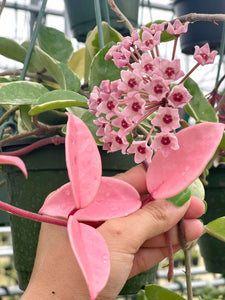 Hoya Krimson Queen