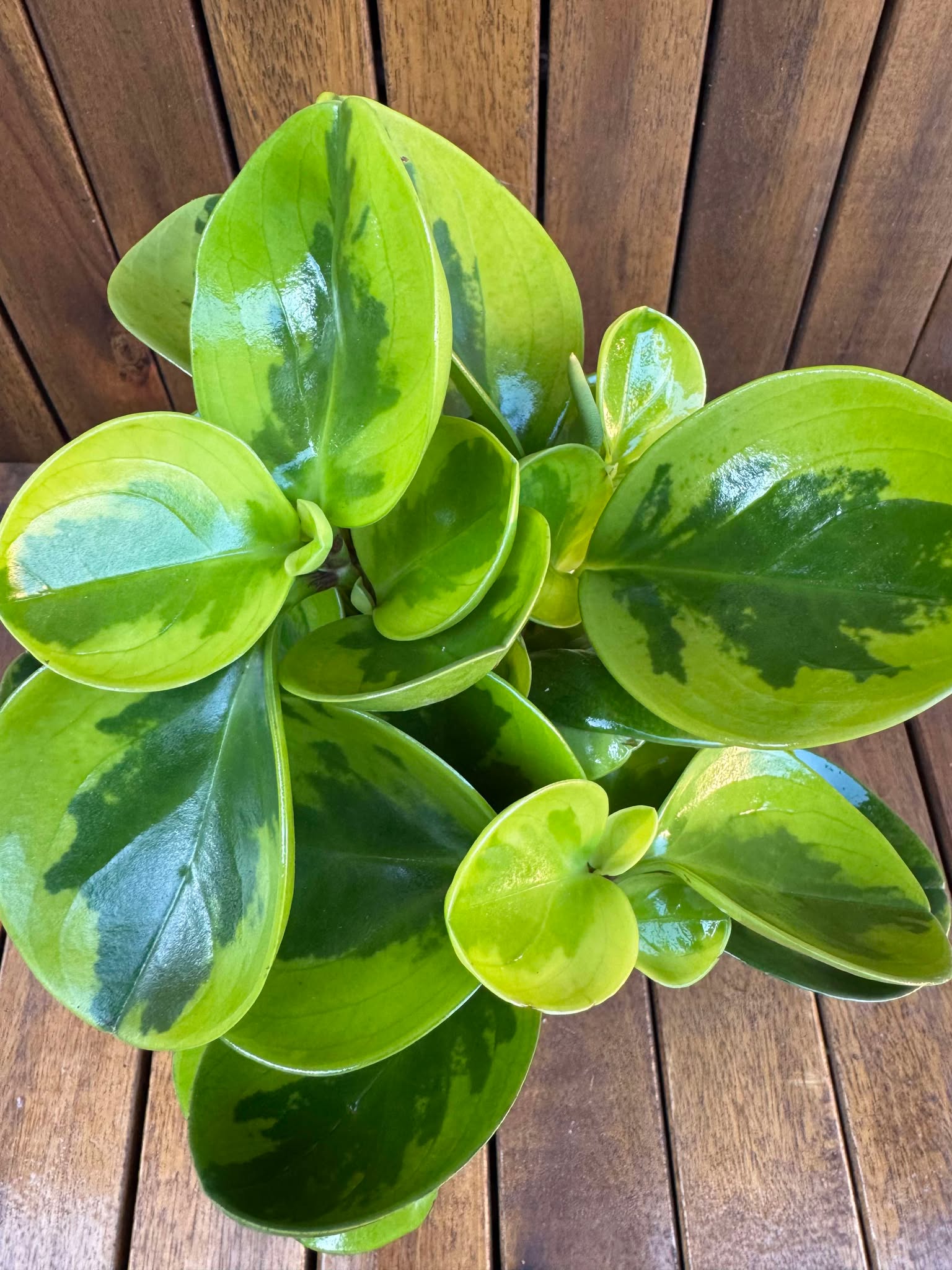 Peperomia Lemon LIme