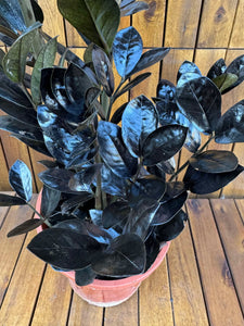 Zamioculcas Raven