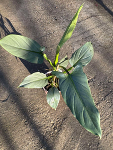 Philodendron Silver Queen