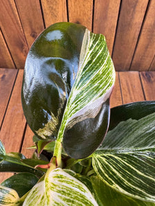 Philodendron Birkin Rojo Congo